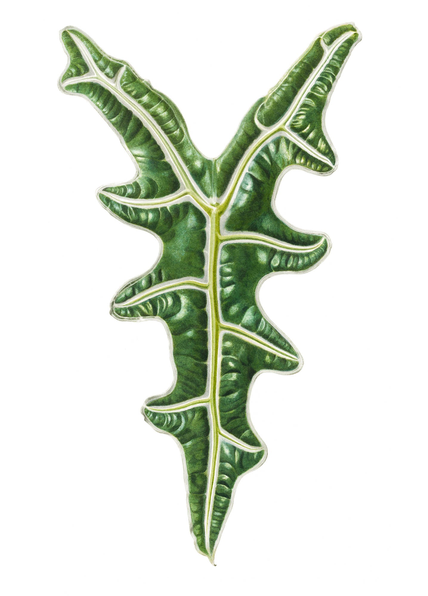 Alocasia sanderiana Giclée Print