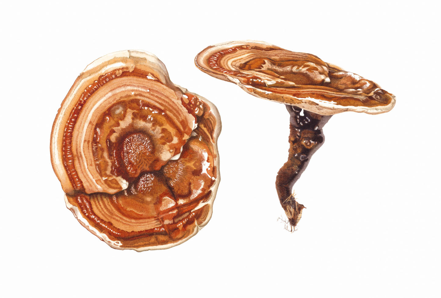 Bracket fungi Giclée Print