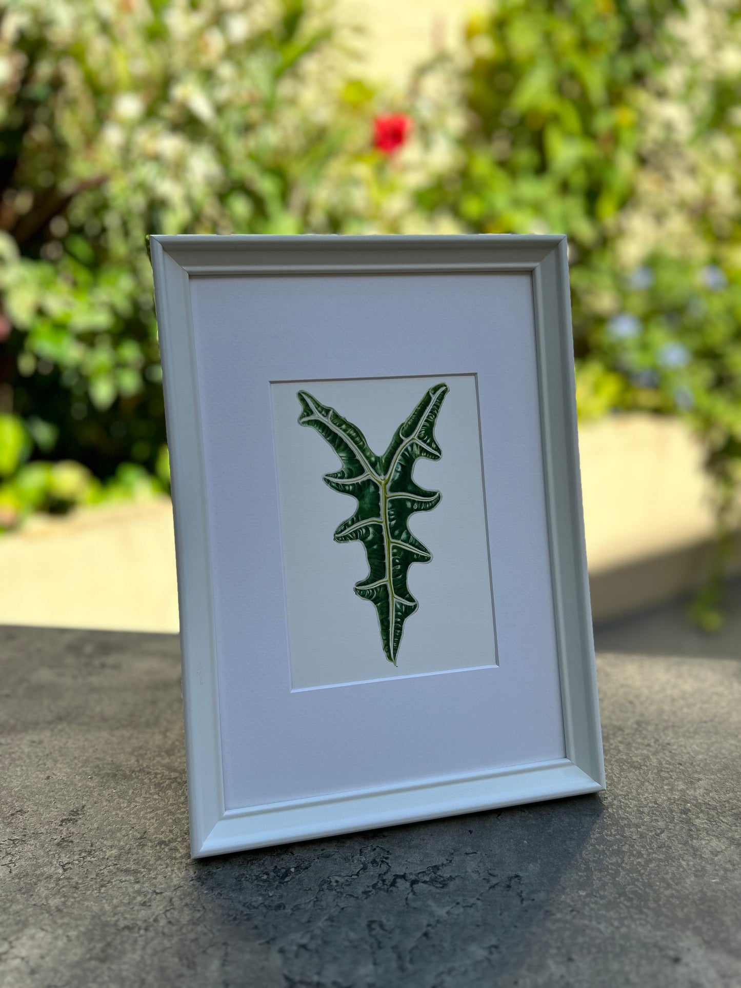 Alocasia sanderiana Giclée Print