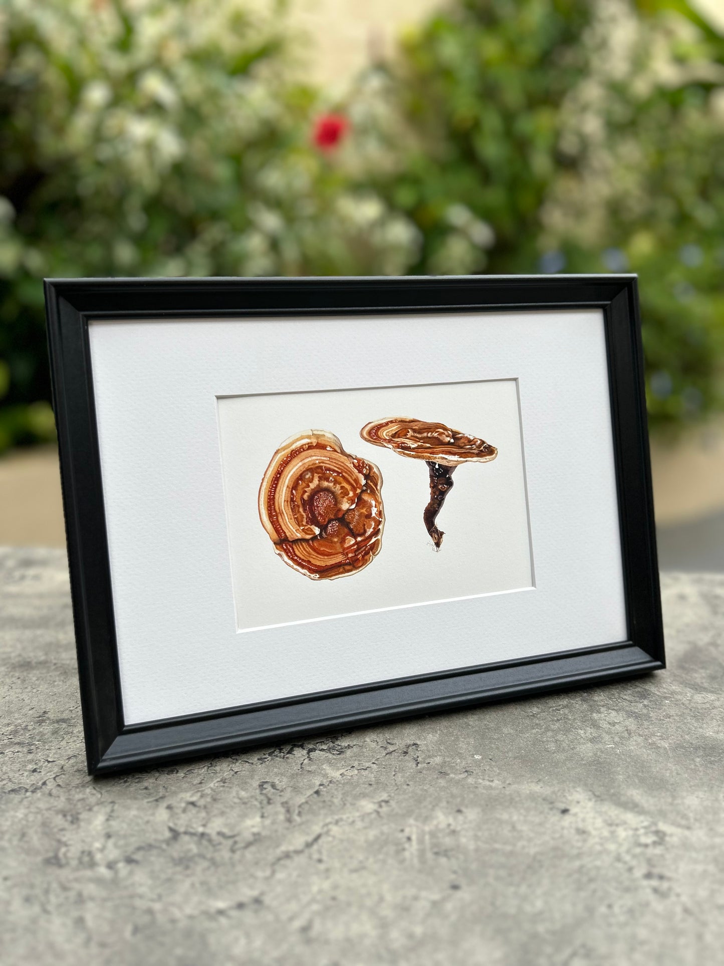 Bracket fungi Giclée Print