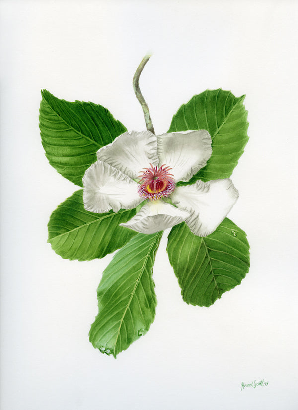 Katmon Giclée Print