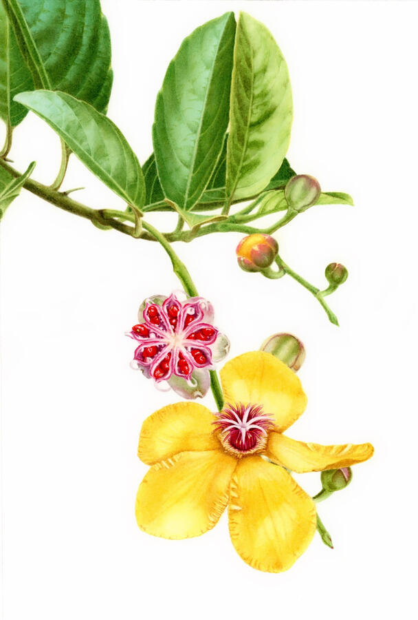 Malakatmon (Dillenia luzoniensis) branch with fruit, flower, and buds