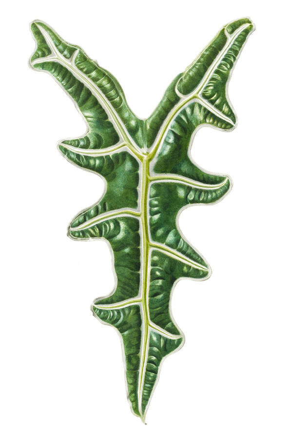 Alocasia sanderiana Alocasia sanderiana leaf portrait