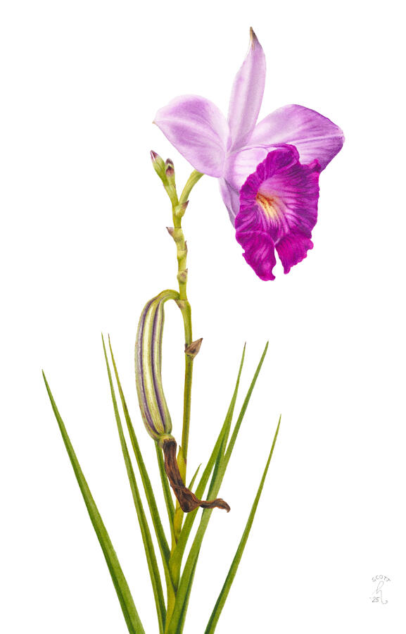 Bamboo orchid (Arundina graminifolia) stem with flower, buds, and fruit pod