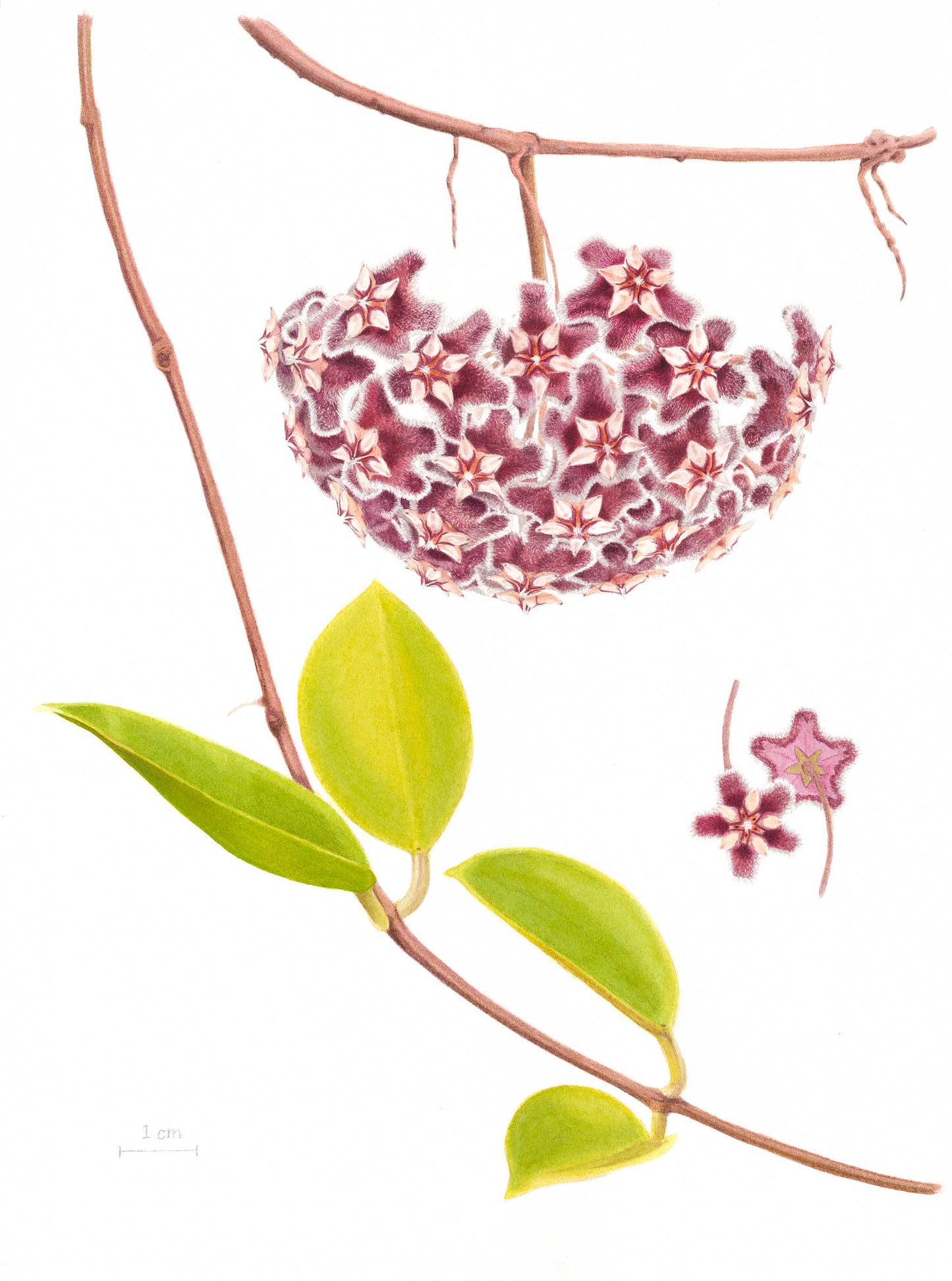 Hoya pubicalyx Giclée Print